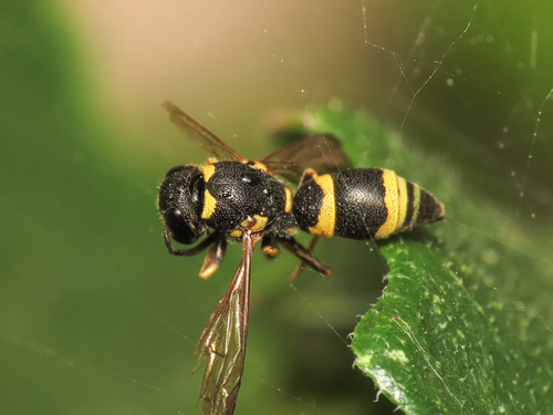 Allodynerus rossii