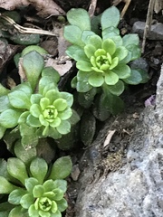 Sedum cepaea