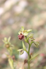 Ophrys sphegodes massiliensis