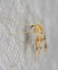 Chironomidae