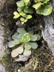 Sedum cepaea