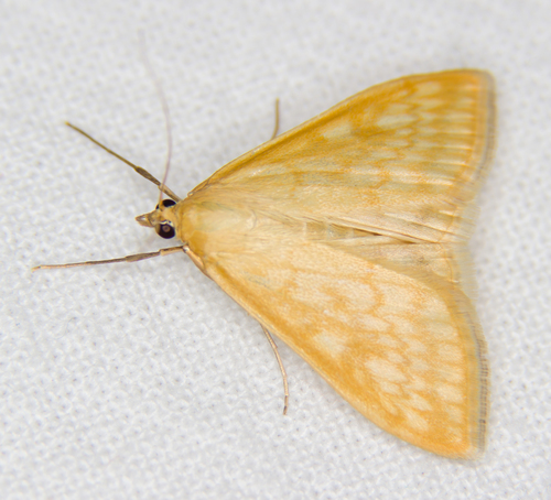 Gelsvoji Sitochroja nuotrauka