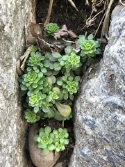 Sedum cepaea