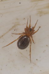 Microneta viaria
