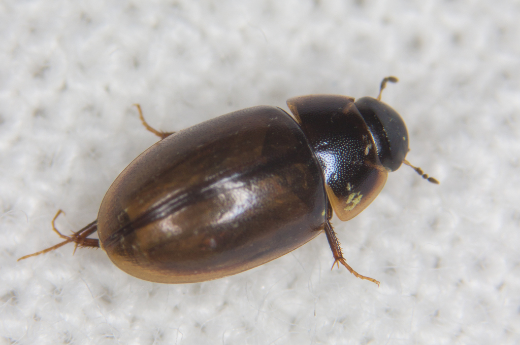 Enochrus ochropterus