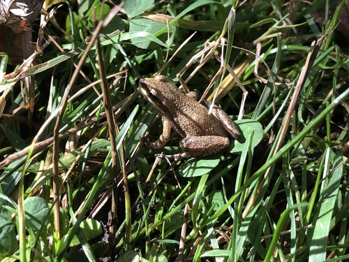 Western Chorus Frog photographed in Indiana