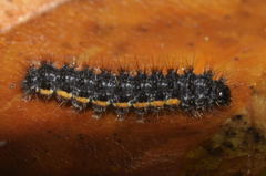 Eilema lurideola