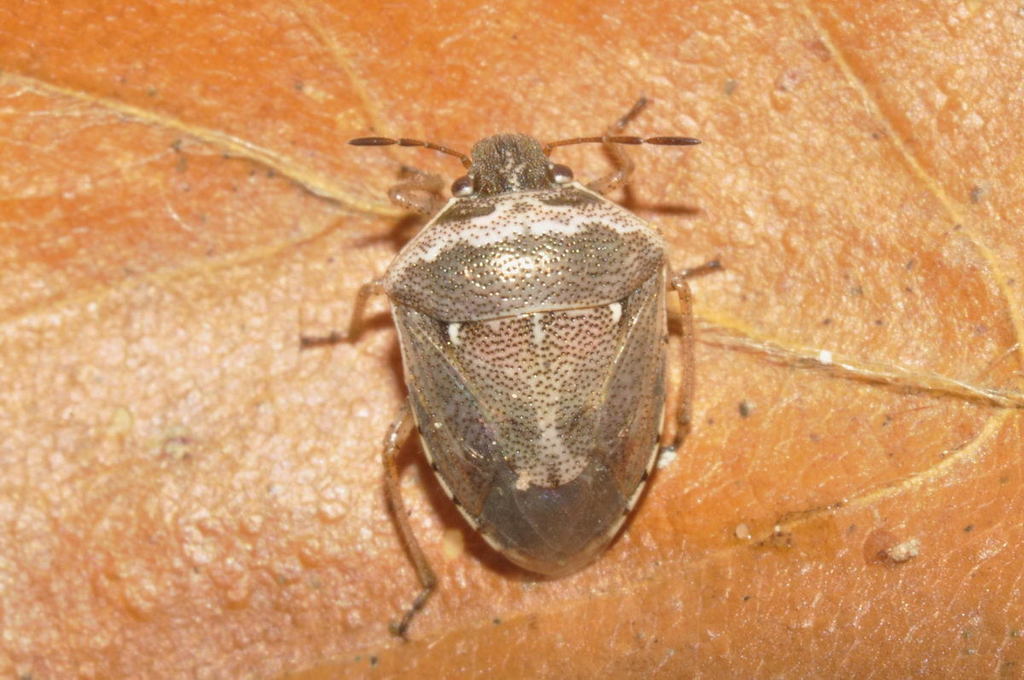 White-spotted Stink Bug