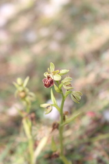 Ophrys sphegodes massiliensis