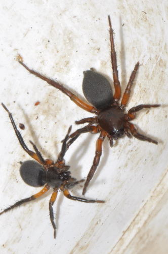 Gnaphosa bicolor