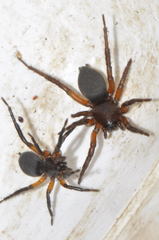 Gnaphosa bicolor