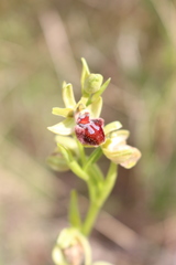 Ophrys sphegodes massiliensis