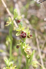 Ophrys sphegodes massiliensis