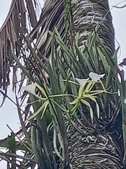 Brassavola nodosa image