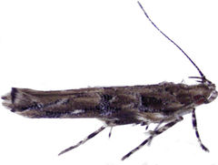 Pyroderces aellotricha