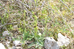 Ophrys sphegodes massiliensis