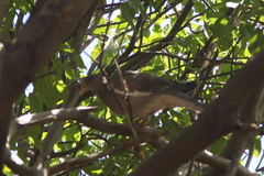 Patagioenas corensis