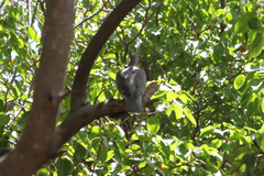 Patagioenas corensis