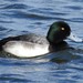 American Greater Scaup - Photo (c) Joanne Muis Redwood, some rights reserved (CC BY-NC), uploaded by Joanne Muis Redwood