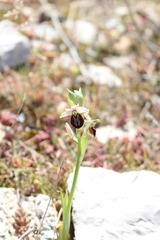 Ophrys exaltata arachnitiformis
