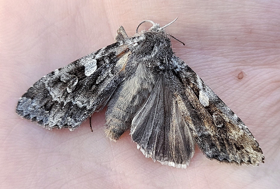 Great Brocade