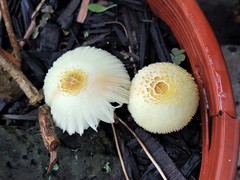 Leucocoprinus straminellus