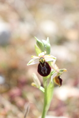 Ophrys exaltata arachnitiformis