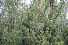 Kunzea linearis