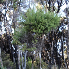 Kunzea linearis