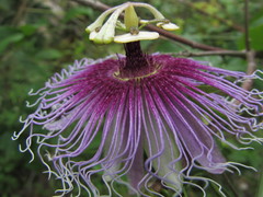 Passiflora serratifolia