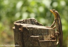 Sceloporus squamosus