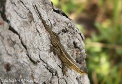 Sceloporus squamosus