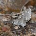 Arizona Giant-Skipper - Photo (c) Ken Kertell, some rights reserved (CC BY-NC), uploaded by Ken Kertell