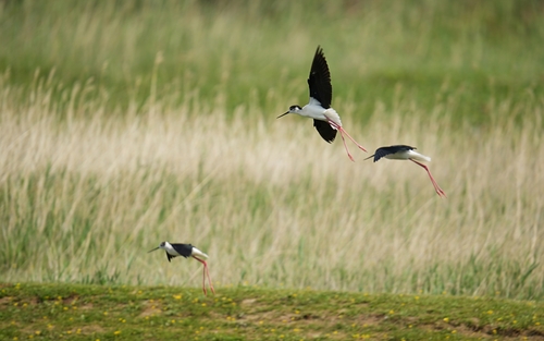 Black-winged Stilt