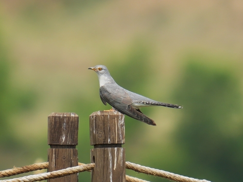 Common Cuckoo
