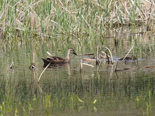 Eastern Spot-billed Duck