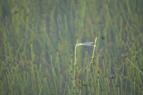Common Blue Damselfly
