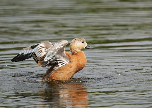Ruddy Shelduck