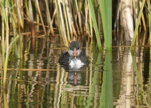 Eurasian Coot