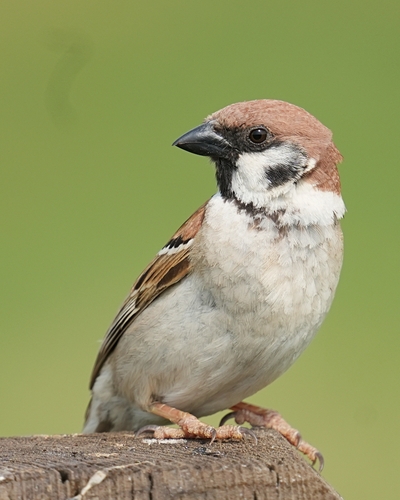 Eurasian Tree Sparrow