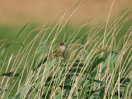 Oriental Reed Warbler