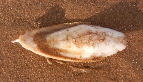 Rhombosepion orbignyanum