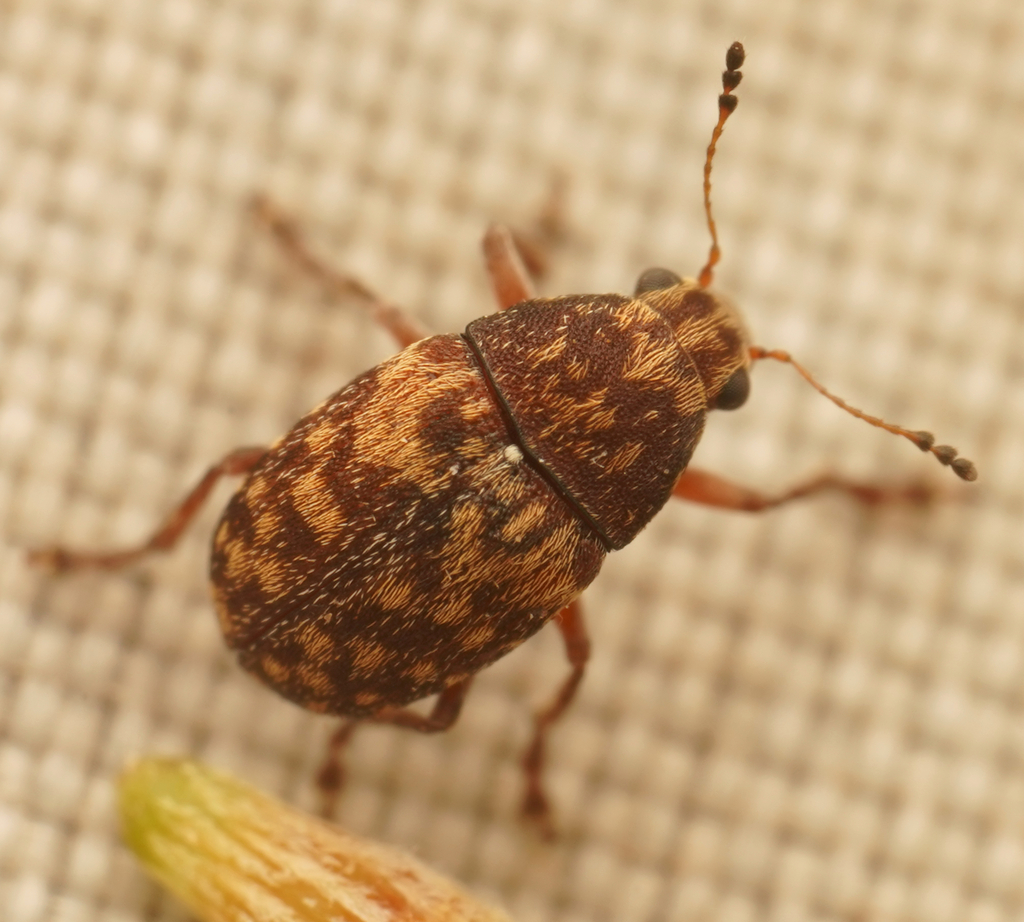 Araecerus lindensis