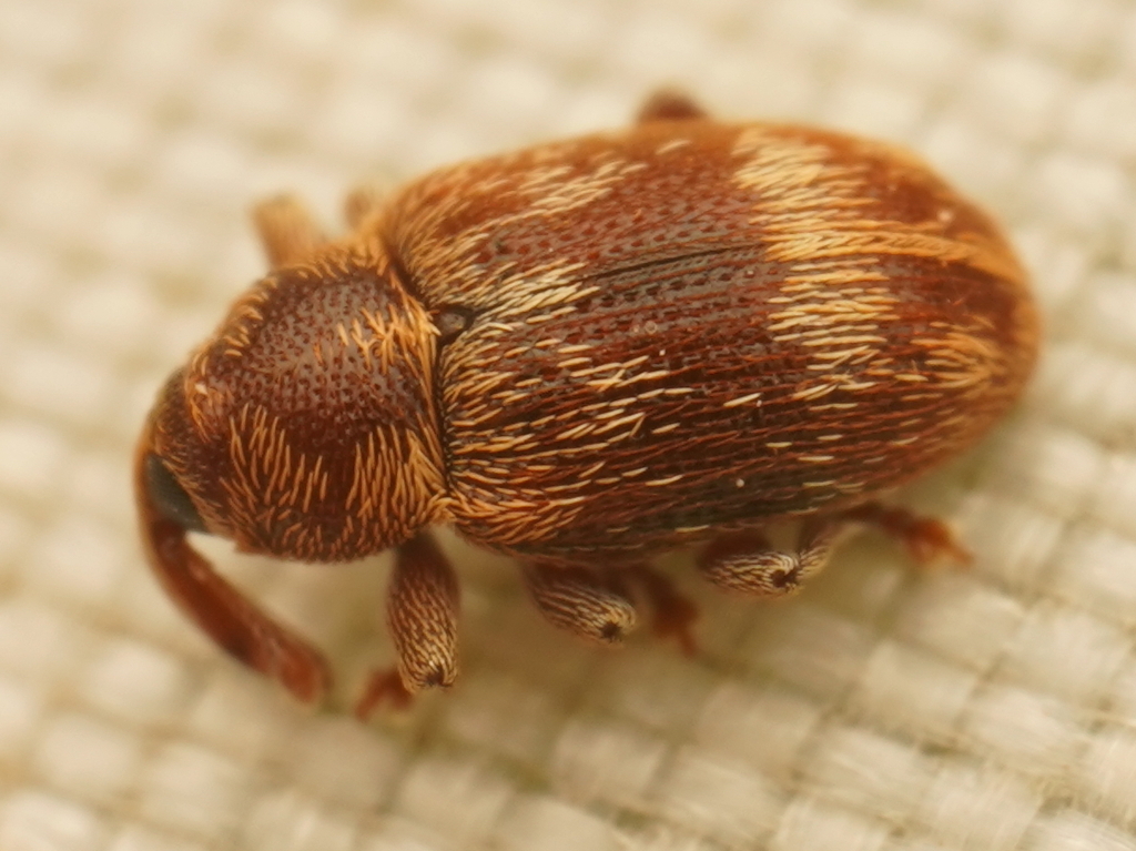 Elleschodes eucalypti