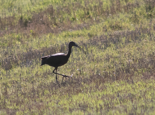 Morito común (Plegadis falcinellus)