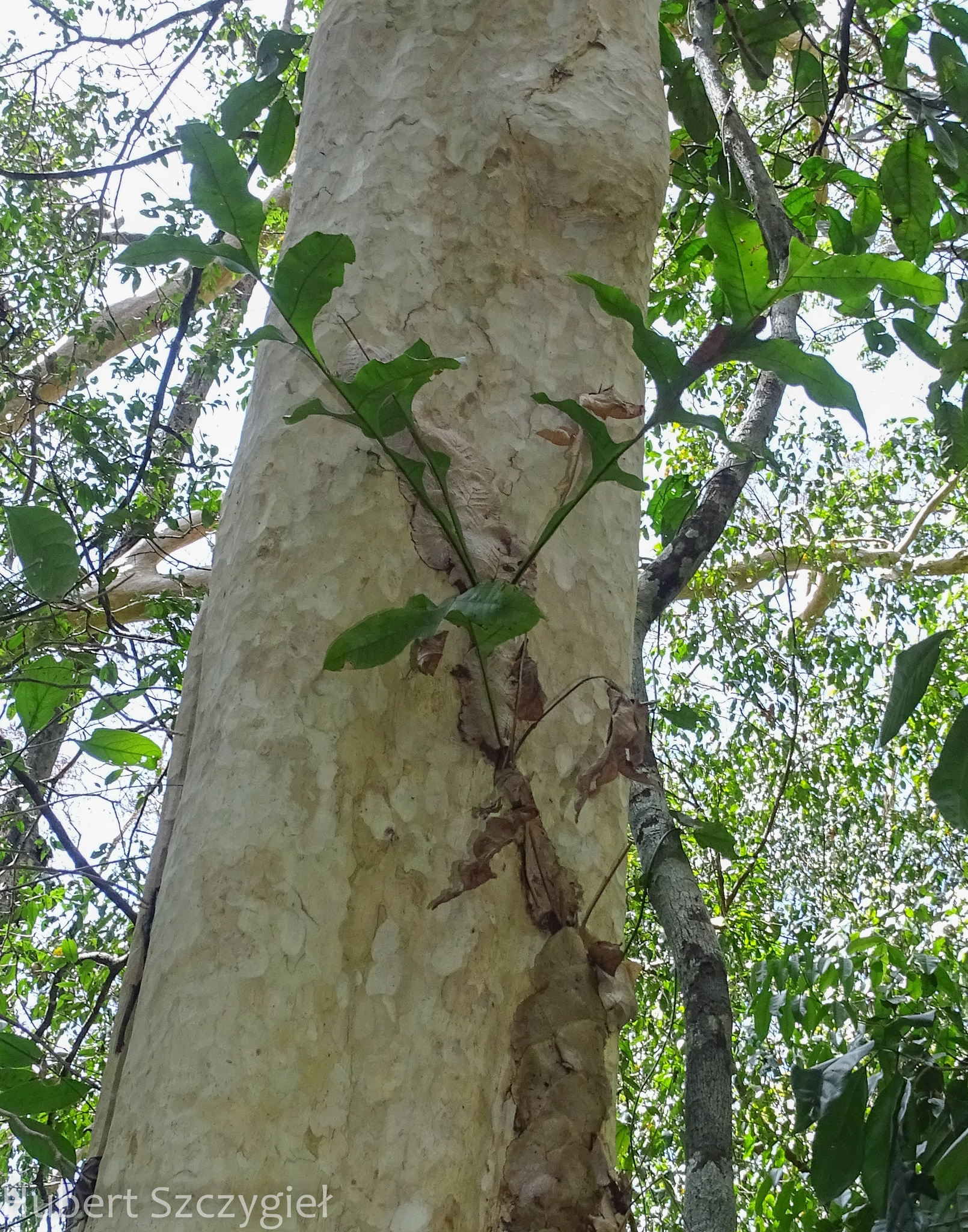 Drynaria bonii — ảnh 2