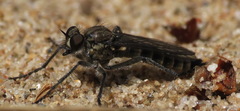 Lasiopogon