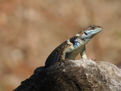 Sceloporus aureolus