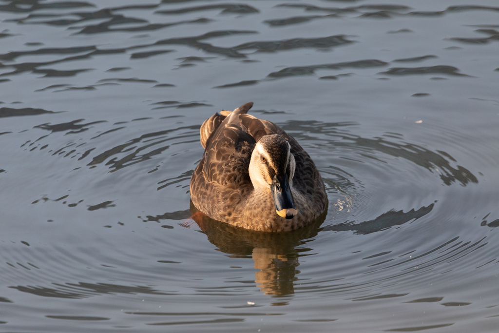 Eastern Spot-billed Duck from 1 Hamarikyuteien, Chuo City, Tokyo 104 ...