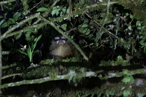 Gray-bellied Night Monkey